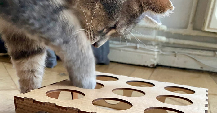 Our grey tabby, Minou explores his Pawzzle, approaching from the top he puts his paw through one of the holes, trying to get a treat inside.